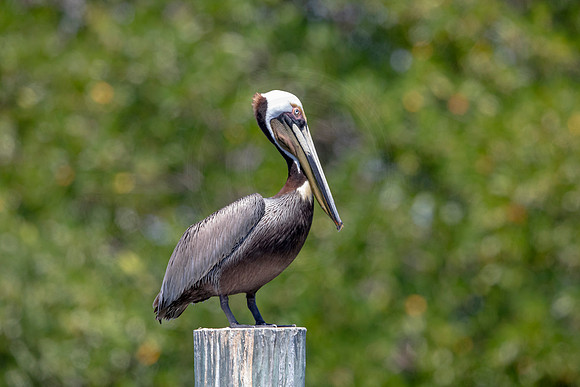 285 pelican (6F3A7828) April 15, 2021