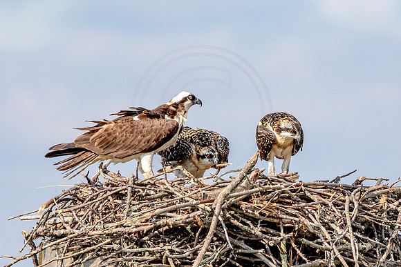 Osprey in Crown Point