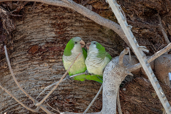 1184 monk parakeet (6F3A4900) April 18, 2021