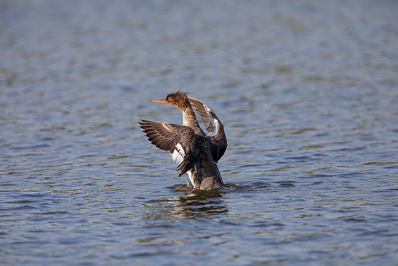 2 waterfowl (6F3A5672) April 15, 2021