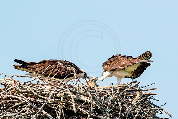 Osprey in Crown Point