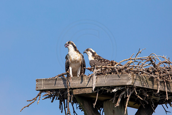 124 osprey (6F3A6465) April 15, 2021