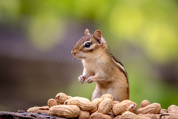 Chipmunk and peanuts