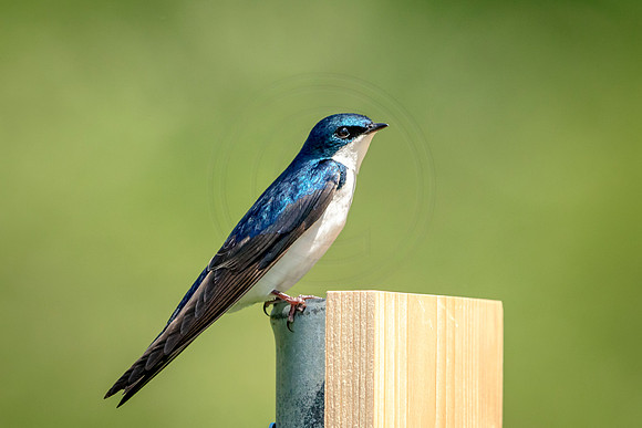 Tree Swallow