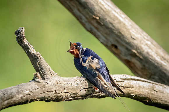 Barn Swallow Scratching