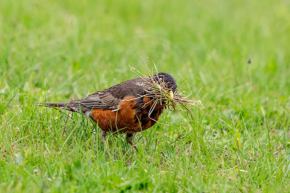 Robin with worms