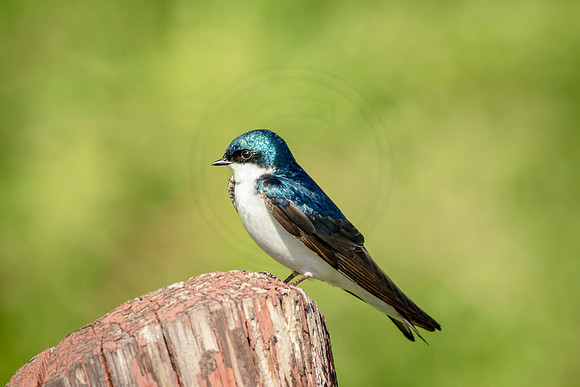 Tree Swallow