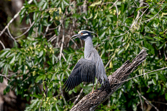 546 night heron (6F3A9680) April 16, 2021