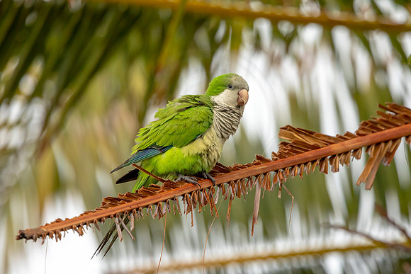 36 monk parakeet (6F3A0467) April 21, 2021