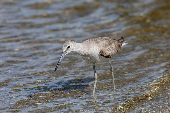 161 shorebird (6F3A6628) April 15, 2021