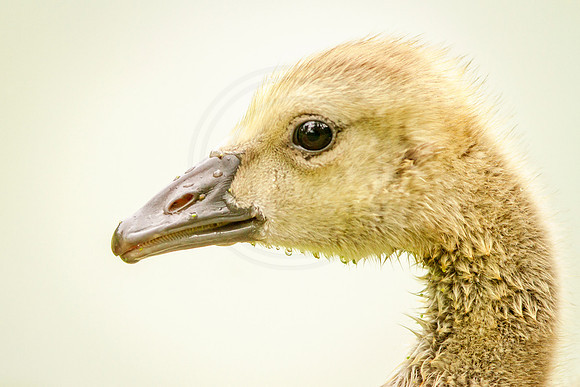 Portrait of a Gosling