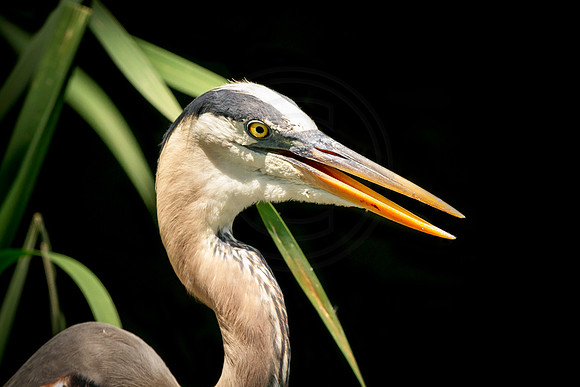 Great Blue Heron