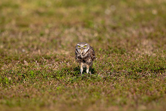 11 burrowing owl (6F3A0173) April 17, 2021