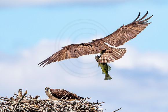 Osprey in Crown Point