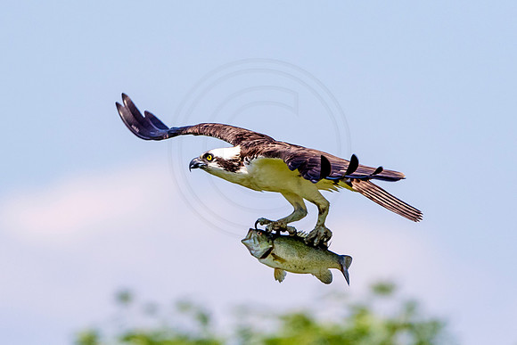Osprey in Crown Point