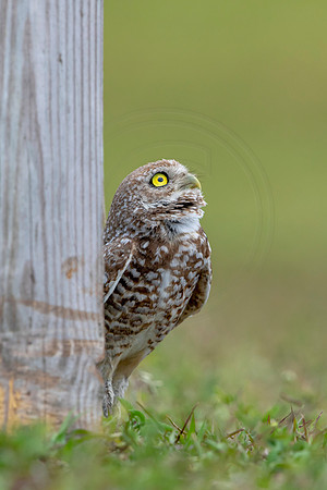 797 burrowing owl (6F3A1746) April 17, 2021