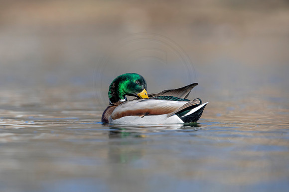 245 mallard (AF3A3717) March 13, 2021