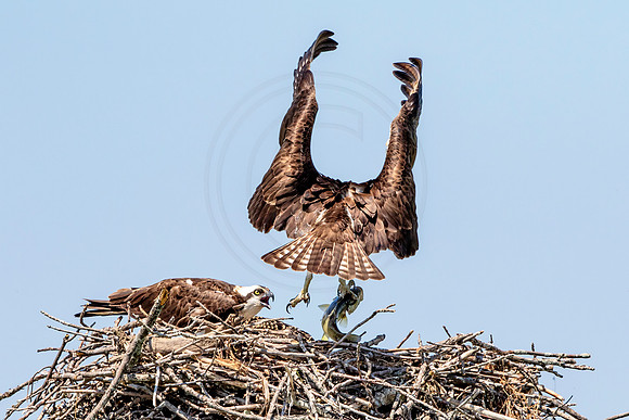Osprey in Crown Point