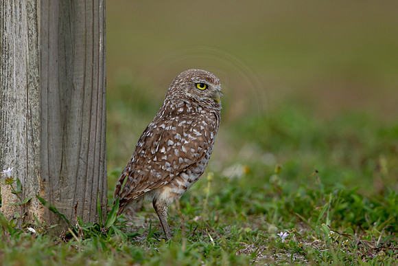 654 burrowing owl (6F3A0856) April 17, 2021