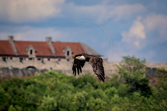 Bald Eagle flying past Fort Ticonderoga