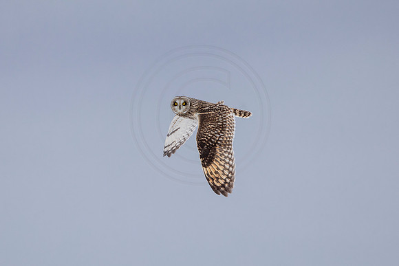 3 seo (AF3A4267) February 3, 2021