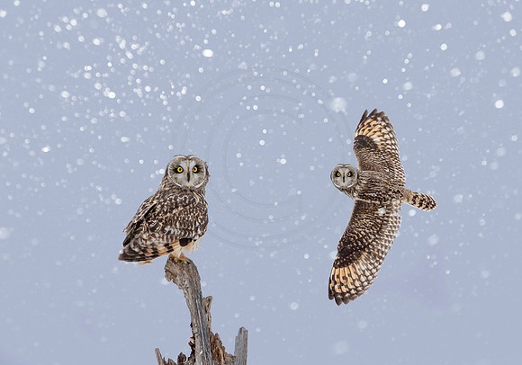 60 owl composite with snow