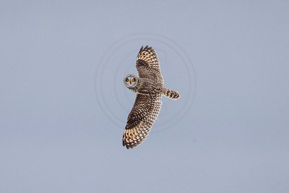 4 seo (AF3A4266) February 3, 2021