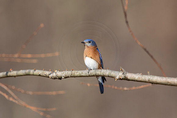 211 eastern bluebird (AF3A3391) March 12, 2021