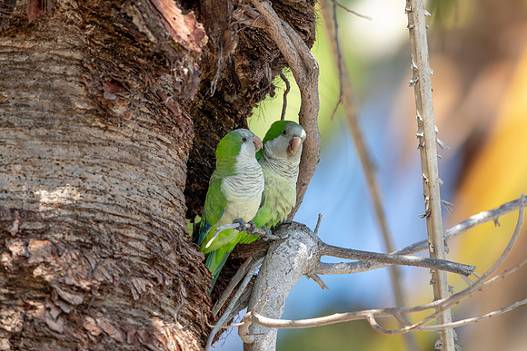 1205 monk parakeet (6F3A5152) April 18, 2021