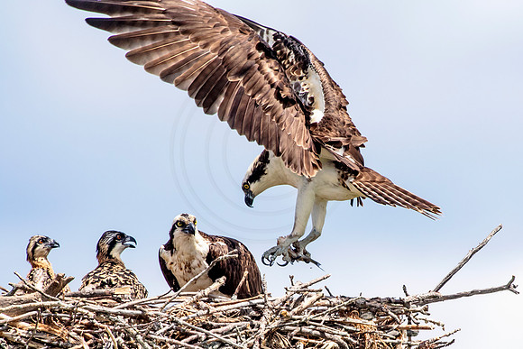 Osprey in Crown Point