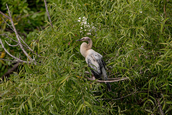 1137 anhinga (6F3A4314) April 18, 2021