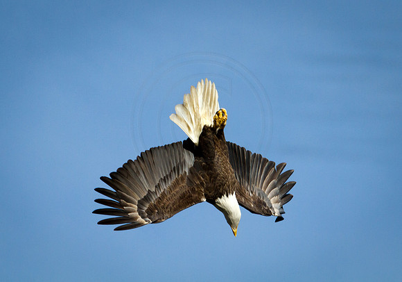 Bald Eagle at Conowingo