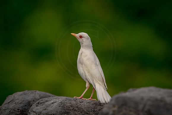 Albino Robin