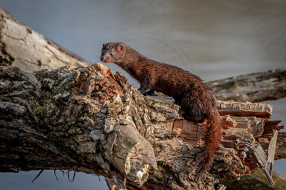 American Mink