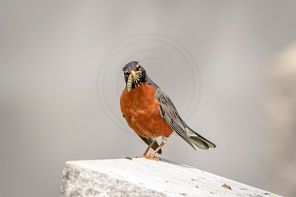 Robin with grub