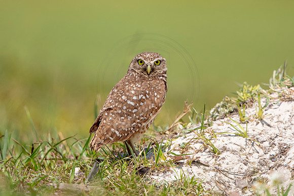 673 burrowing owl (6F3A1043) April 17, 2021