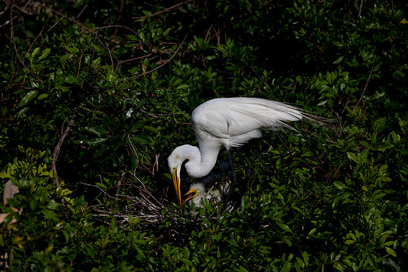 960 egret (6F3A2845) April 18, 2021