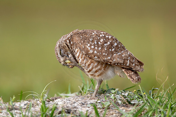615 burrowing owl (6F3A0511) April 17, 2021