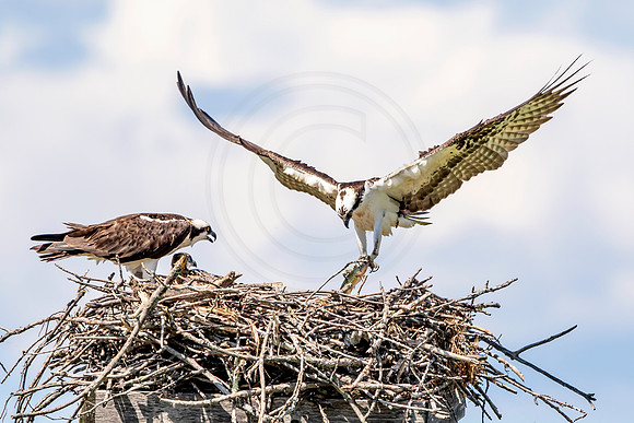 Osprey in Crown Point