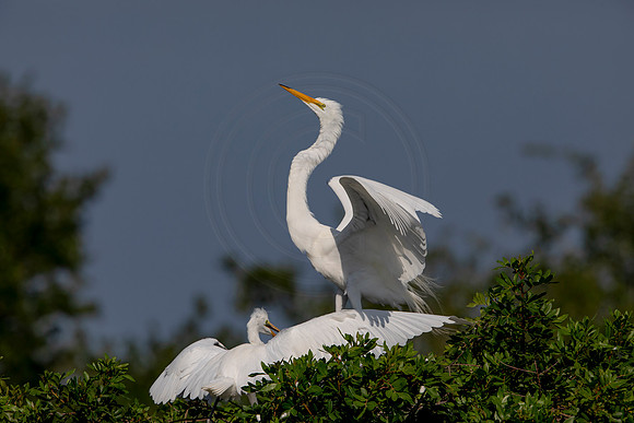 1035 egret (6F3A3488) April 18, 2021