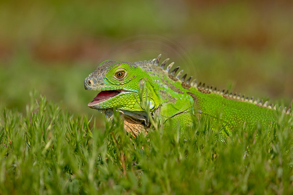 505 iguana (6F3A9115) April 15, 2021