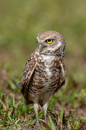 912 burrowing owl (6F3A2440) April 17, 2021