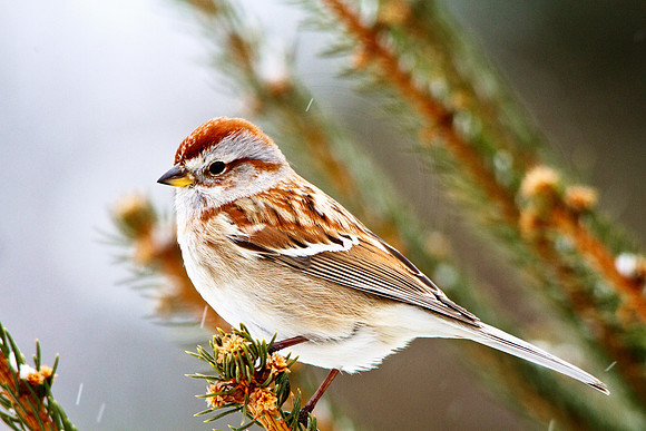 A sparrow