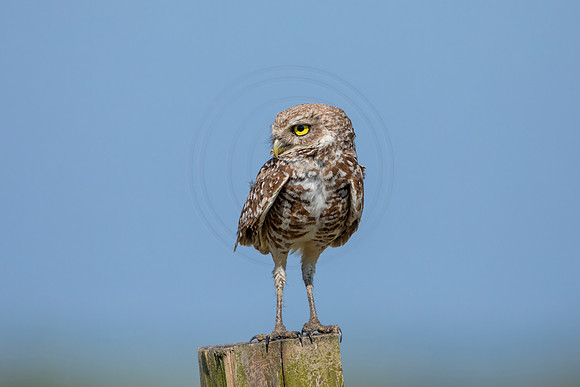 932 burrowing owl (6F3A2541) April 17, 2021