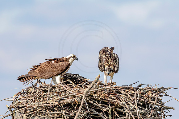 Osprey in Crown Point