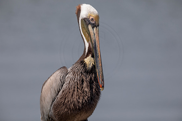 402 pelican (6F3A8572) April 15, 2021