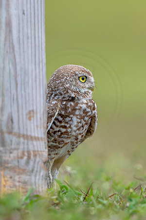 798 burrowing owl (6F3A1749) April 17, 2021