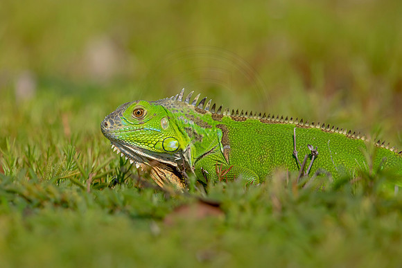 483 iguana (6F3A9028) April 15, 2021