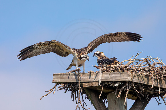 127 osprey (6F3A6481) April 15, 2021