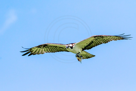 Osprey in Crown Point